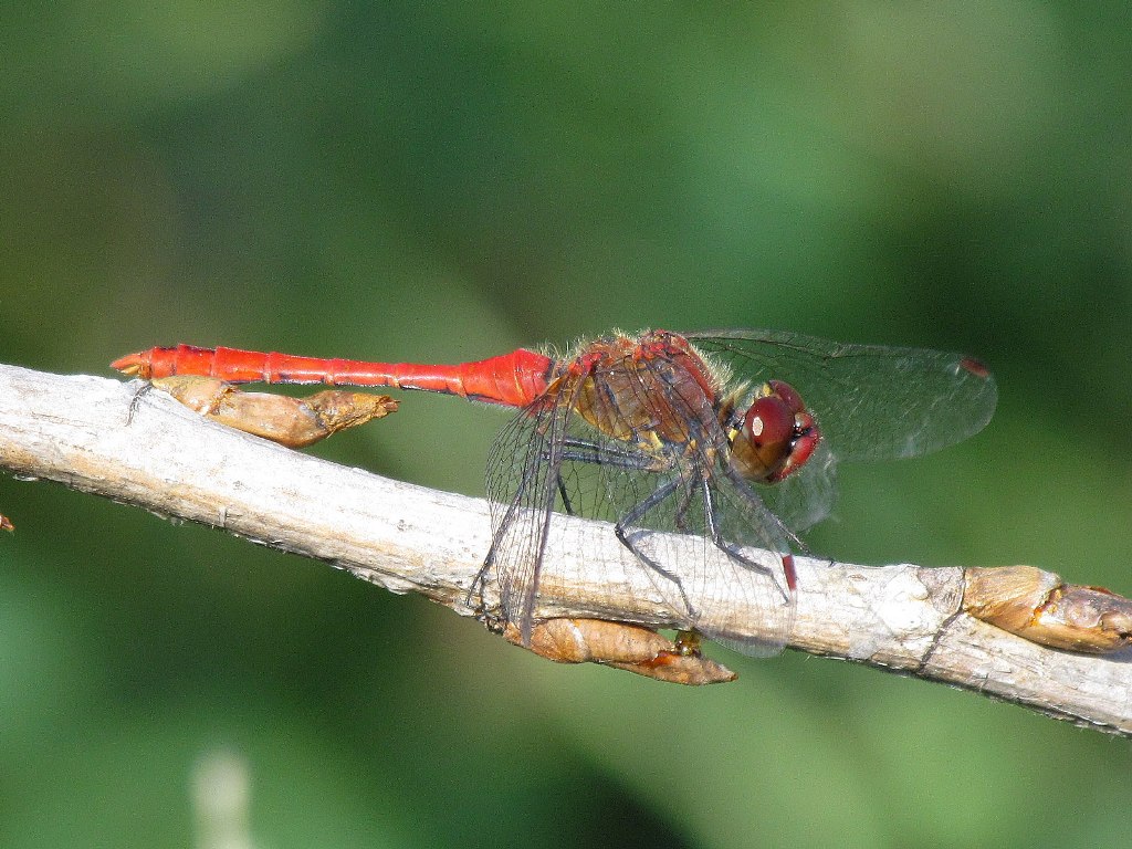 Sympetrum sanguineum?